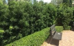 Podocarpus Macrophyllus Upright Yew - 3 Gallon Pot -Garden Plant Shop Podocarpus Upright Yew 12 1