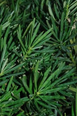 Podocarpus Macrophyllus Upright Yew - 1 Gallon Pot -Garden Plant Shop Podocarpus Upright Yew 13