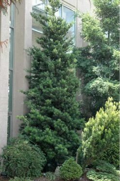Podocarpus Macrophyllus Upright Yew - 1 Gallon Pot -Garden Plant Shop Podocarpus Upright Yew 500x750 1