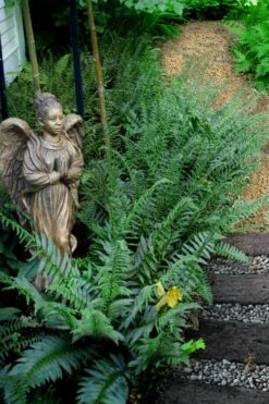 Christmas Fern (Polystichum Acrostichoides) - 1 Gallon Pot