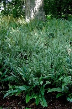 Christmas Fern (Polystichum Acrostichoides) - 1 Gallon Pot -Garden Plant Shop Polystichum acrostichoides christmas fern 24