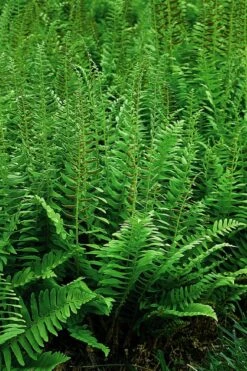Christmas Fern (Polystichum Acrostichoides) - 1 Gallon Pot -Garden Plant Shop Polystichum acrostichoides christmas fern 26