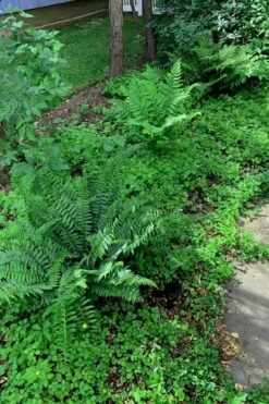 Christmas Fern (Polystichum Acrostichoides) - 1 Gallon Pot -Garden Plant Shop Polystichum acrostichoides christmas fern 27