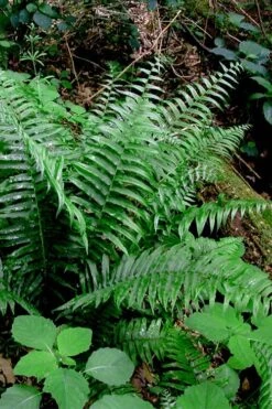 Christmas Fern (Polystichum Acrostichoides) - 1 Gallon Pot -Garden Plant Shop Polystichum acrostichoides christmas fern 28