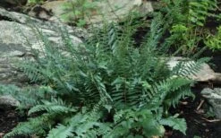 Christmas Fern (Polystichum Acrostichoides) - 1 Gallon Pot -Garden Plant Shop Polystichum acrostichoides christmas fern 29
