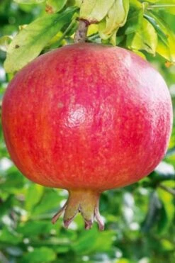 Russian 26 Cold Hardy Pomegranate - 1 Gallon Pot -Garden Plant Shop Pomegranate Russian 26 10 1