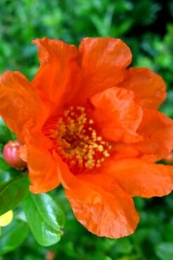 Russian Cold Hardy Pomegranate - 3 Gallon Pot -Garden Plant Shop Pomegranate Russian 26 11 2