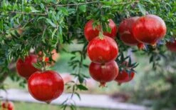 Russian Cold Hardy Pomegranate - 3 Gallon Pot -Garden Plant Shop Pomegranate Russian 26 12 2