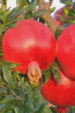 Salavatski Cold Hardy Russian Pomegranate - 3 Gallon Pot -Garden Plant Shop Pomegranate Russian 26 Rev 500x750 1