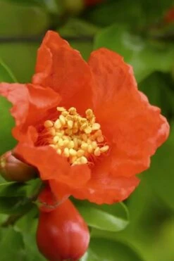 Salavatski Cold Hardy Russian Pomegranate - 1 Gallon Pot 10 Salavatski Cold Hardy Russian Pomegranate - 1 Gallon Pot -Garden Plant Shop Pomegranate Salavatski 3 2