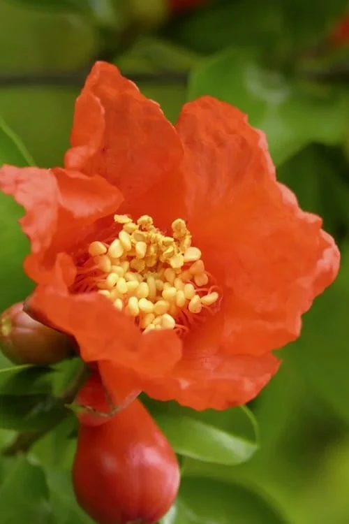 Salavatski Cold Hardy Russian Pomegranate - 1 Gallon Pot 5 Salavatski Cold Hardy Russian Pomegranate - 1 Gallon Pot - Image 5