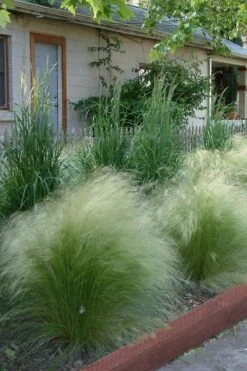 Pony Tails Mexican Feather Grass - Stipa Tennuissima - 6 Pack Of 1 Gallon Pots -Garden Plant Shop Ponytails Grass Mexican Feather Rev 500x750 4
