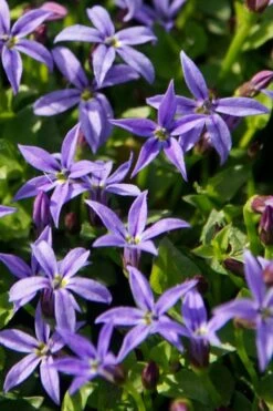 County Park Pratia (Blue Star Creeper) - 10 Pack Of 4" Pots -Garden Plant Shop Pratia Country Park Blue Star Creeper 1
