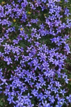 County Park Pratia (Blue Star Creeper) - 10 Pack Of 4" Pots -Garden Plant Shop Pratia Country Park Blue Star Creeper 4