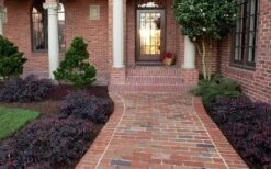 Purple Pixie Loropetalum - 1 Gallon Pot 12 Purple Pixie Loropetalum - 1 Gallon Pot -Garden Plant Shop Purple Pixie Loropetalum Border 4