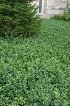 Purple Wintercreeper - Euonymus Fortunei Coloratus - 10 Pack Of Pint Pots 10 Purple Wintercreeper - Euonymus Fortunei Coloratus - 10 Pack Of Pint Pots -Garden Plant Shop Purple Wintercreeper 5 1