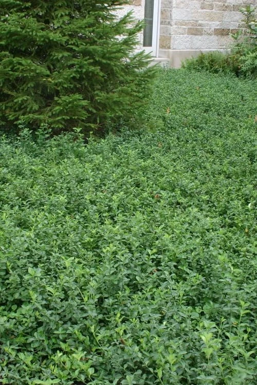 Purple Wintercreeper - Euonymus Fortunei Coloratus - 10 Pack Of Pint Pots 4 Purple Wintercreeper - Euonymus Fortunei Coloratus - 10 Pack Of Pint Pots - Image 4