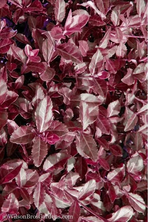 Purple Wintercreeper - Euonymus Fortunei Coloratus - 10 Pack Of Pint Pots 7 Purple Wintercreeper - Euonymus Fortunei Coloratus - 10 Pack Of Pint Pots - Image 7