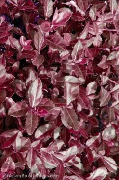 Purple Wintercreeper (Euonymus Fortunei 'Coloratus') - 36 Pack Of Pint Pots -Garden Plant Shop Purple Wintercreeper 7 5