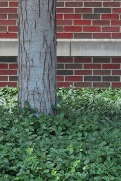 Purple Wintercreeper (Euonymus Fortunei 'Coloratus') - 72 Pack Of Pint Pots -Garden Plant Shop Purple Wintercreeper 8 2