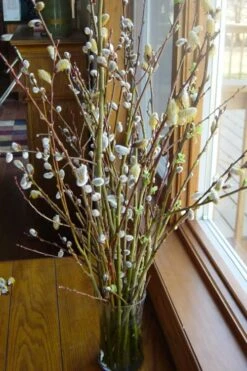White Flowering Pussy Willow - Salix Caprea - 2 Gallon Pot -Garden Plant Shop Pussy Willow White 13 1
