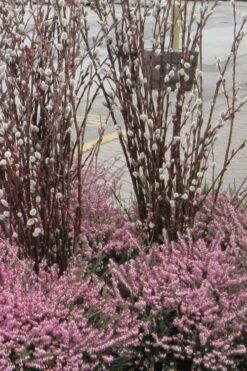 White Flowering Pussy Willow - Salix Caprea - 2 Gallon Pot -Garden Plant Shop Pussy Willow White 14