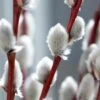 White Flowering Pussy Willow - Salix Caprea - 3 Gallon Pot