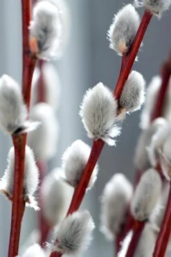 White Flowering Pussy Willow - Salix Caprea - 3 Gallon Pot