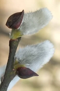 White Flowering Pussy Willow - Salix Caprea - 3 Gallon Pot -Garden Plant Shop Pussy Willow White 3 1
