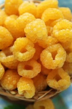 Fall Gold Raspberry - 1 Gallon Pot 7 Fall Gold Raspberry - 1 Gallon Pot -Garden Plant Shop Raspberry Fall Gold 2