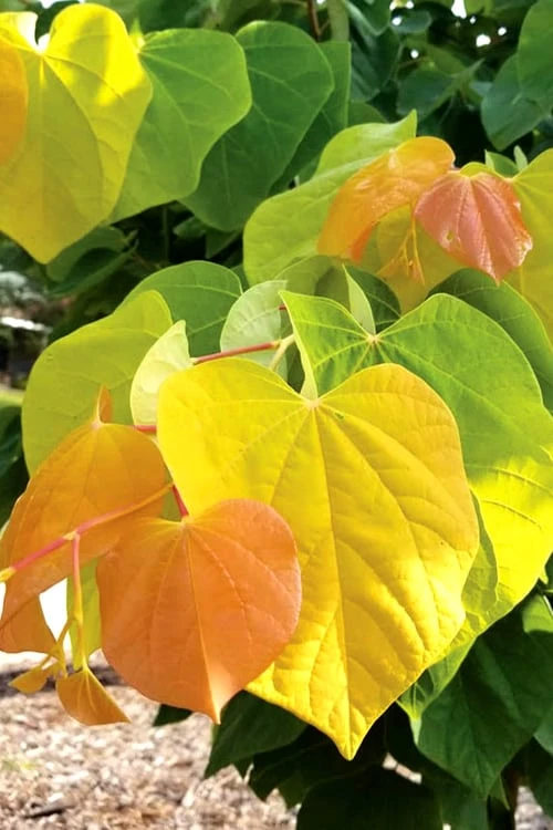 The Rising Sun Redbud Tree - 7 Gallon Pot (4-5') 1 The Rising Sun Redbud Tree - 7 Gallon Pot (4-5')