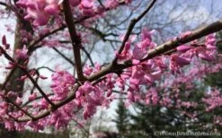 The Rising Sun Redbud Tree - 7 Gallon Pot (3-4') -Garden Plant Shop Redbud Rising Sun 31 2