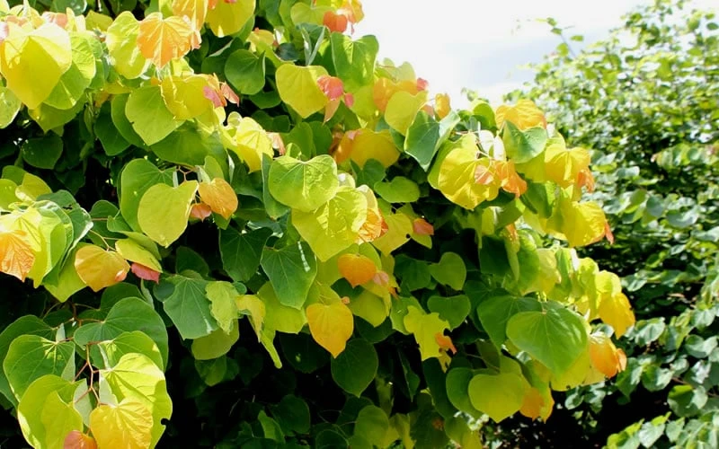 The Rising Sun Redbud Tree - 7 Gallon Pot (4-5') 6 The Rising Sun Redbud Tree - 7 Gallon Pot (4-5') - Image 6