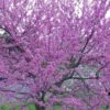 Eastern Redbud - 1 Gallon Pot