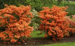 Gibraltar Azalea (Rhododendron) - 3 Gallon Pot -Garden Plant Shop Rhododendron Gibraltar 1