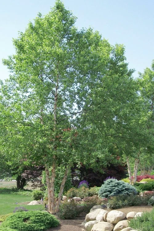 River Birch Tree (Betula Nigra) - 3 Gallon Pot (Multi Trunk) 1 River Birch Tree (Betula Nigra) - 3 Gallon Pot (Multi Trunk)