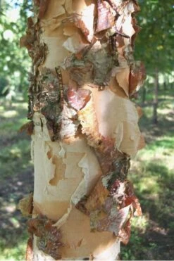 River Birch Tree (Betula Nigra) - 3 Pack Of 1.5 Quart Pots 9 River Birch Tree (Betula Nigra) - 3 Pack Of 1.5 Quart Pots -Garden Plant Shop River Birch 12 3