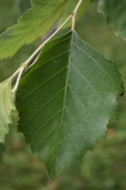 River Birch Tree (Multi Trunk) - 2 Gallon Pot -Garden Plant Shop River Birch 13
