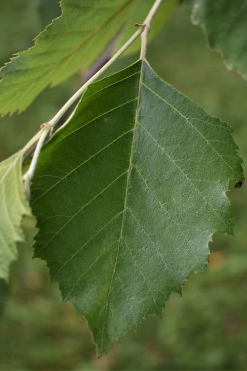 River Birch Tree (Betula Nigra) - 3 Pack Of 1.5 Quart Pots 5 River Birch Tree (Betula Nigra) - 3 Pack Of 1.5 Quart Pots - Image 5