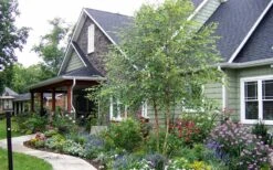 River Birch Tree (Betula Nigra) - 3 Pack Of 1.5 Quart Pots 11 River Birch Tree (Betula Nigra) - 3 Pack Of 1.5 Quart Pots -Garden Plant Shop River Birch Tree B 2