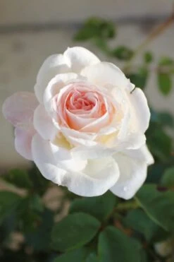Brindabella Touch Of Pink Shrub Rose - 2 Gallon Pot -Garden Plant Shop Rose Brindabella Touch of Pink 1