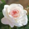 Brindabella Touch Of Pink Shrub Rose - 2 Gallon Pot