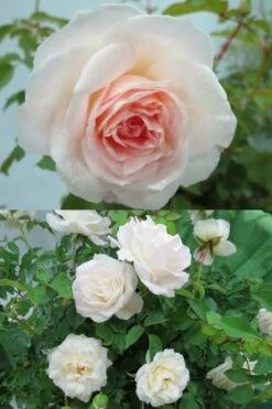 Brindabella Touch Of Pink Shrub Rose - 2 Gallon Pot -Garden Plant Shop Rose Brindabella Touch of Pink 3