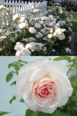 Brindabella Touch Of Pink Shrub Rose - 3 Gallon Pot -Garden Plant Shop Rose Brindabella Touch of Pink 4 1