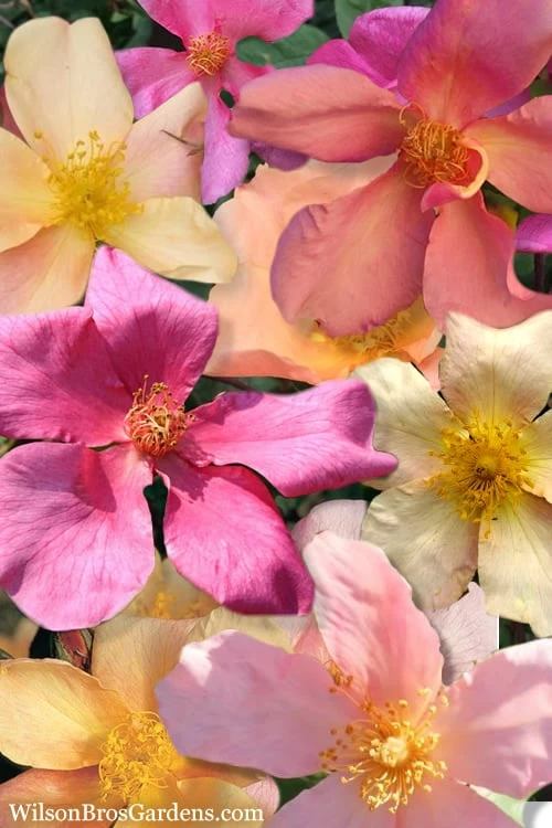 Butterfly Rose - Rosa Chinensis 'Mutabilis' - 3 Gallon Pot 1 Butterfly Rose - Rosa Chinensis 'Mutabilis' - 3 Gallon Pot