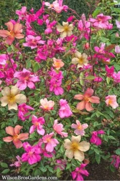 Butterfly Rose - Rosa Chinensis 'Mutabilis' - 3 Gallon Pot 7 Butterfly Rose - Rosa Chinensis 'Mutabilis' - 3 Gallon Pot -Garden Plant Shop Rose Chinese Butterfly 4