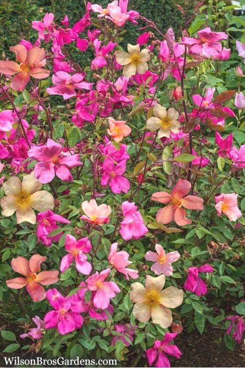 Butterfly Rose - Rosa Chinensis 'Mutabilis' - 3 Gallon Pot 4 Butterfly Rose - Rosa Chinensis 'Mutabilis' - 3 Gallon Pot - Image 4