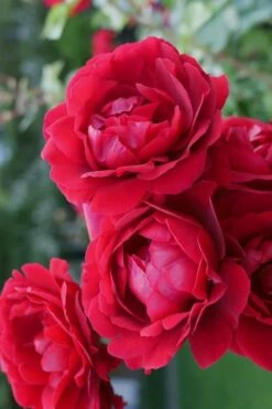 Don Juan Climbing Rose - 3 Gallon Pot -Garden Plant Shop Rose Climbing Don Juan 2