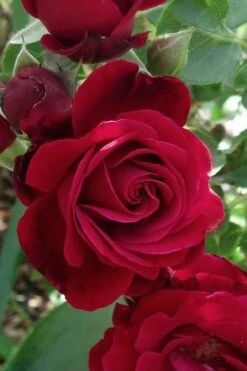 Don Juan Climbing Rose - 3 Gallon Pot -Garden Plant Shop Rose Climbing Don Juan 3