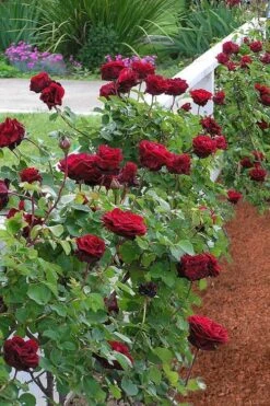 Don Juan Climbing Rose - 3 Gallon Pot -Garden Plant Shop Rose Climbing Don Juan 9
